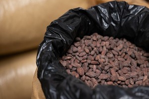Rs37721 cacao verapaz guatemala 2021 1 crop