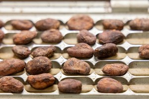 Rs37742 cacao verapaz guatemala 2021 23 crop