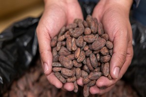 Rs37725 cacao verapaz guatemala 2021 6 crop