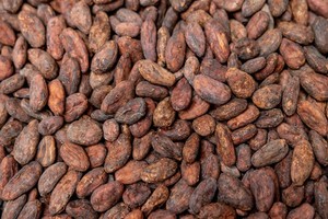 Rs37731 cacao verapaz guatemala 2021 13 crop
